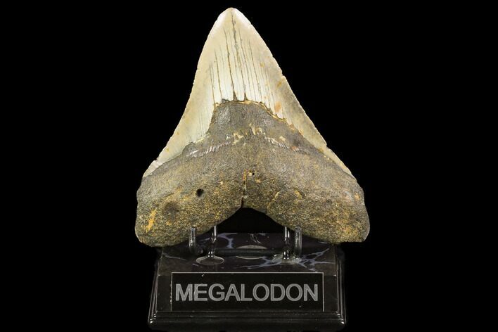 Fossil Megalodon Tooth - North Carolina #124330